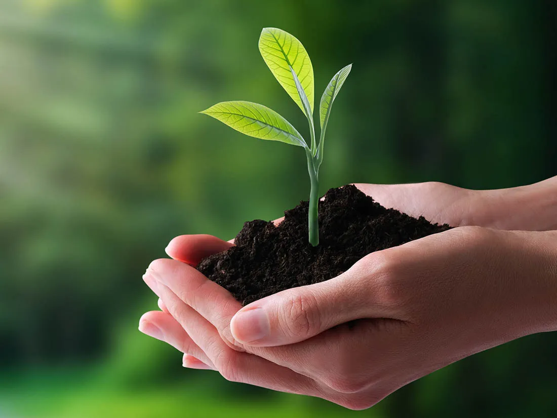 Person holding a plant